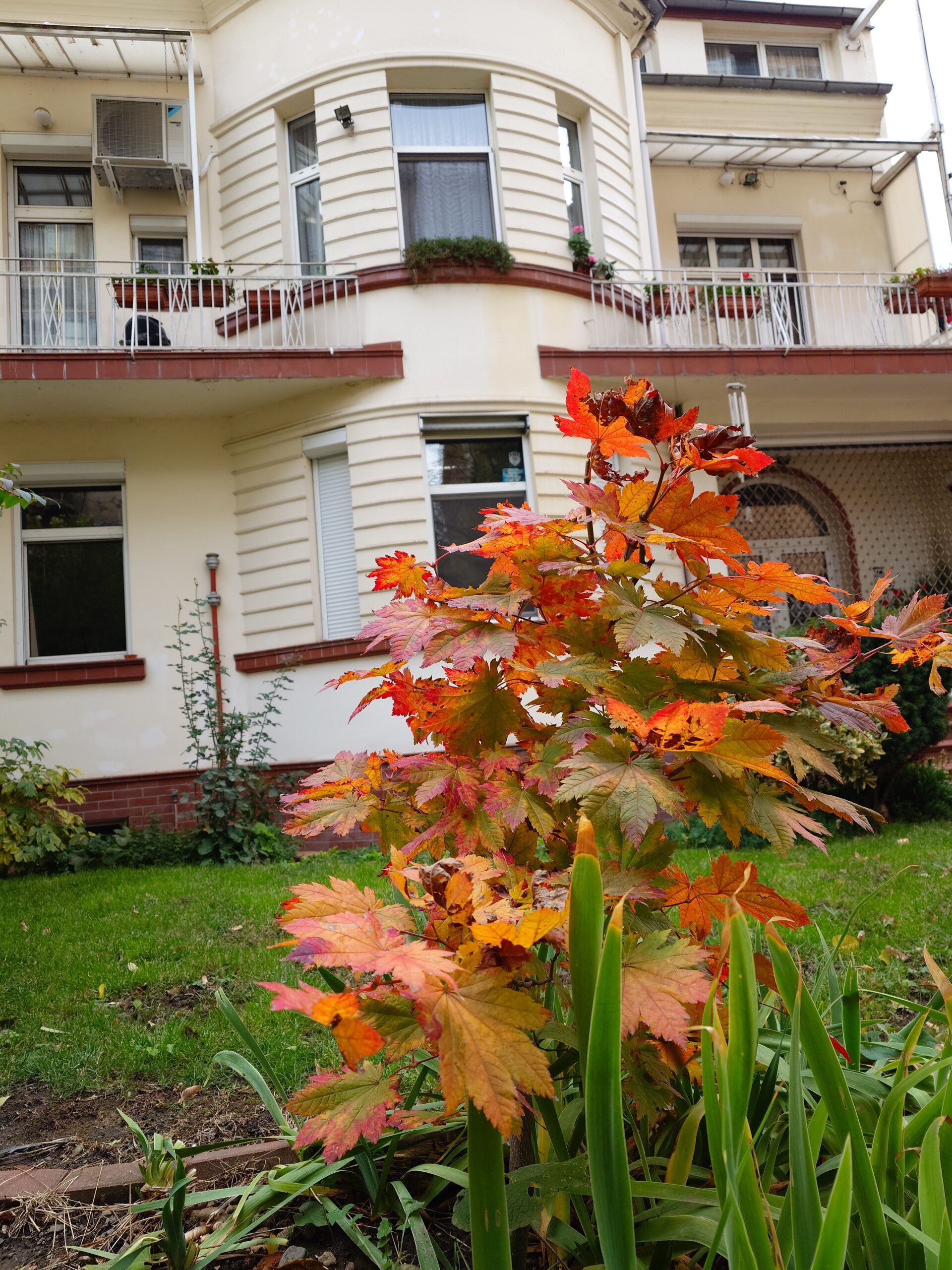 An autumn acer palmatum in our courtyard